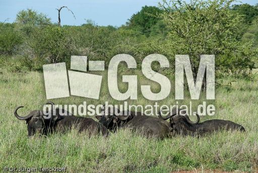 Afrikanischer Büffel (79 von 102).jpg